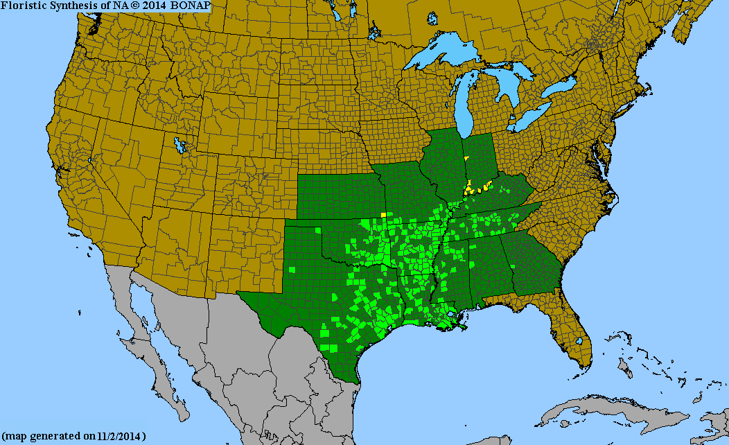 County distribution map of Gonolobus suberosus var. granulatus - Angular-Fruit Anglepod